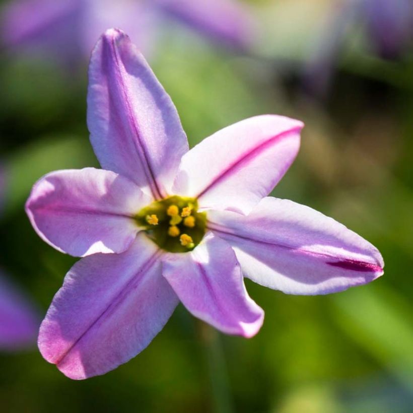 Ipheion uniflorum Tessa - Etoile de printemps (Flowering)