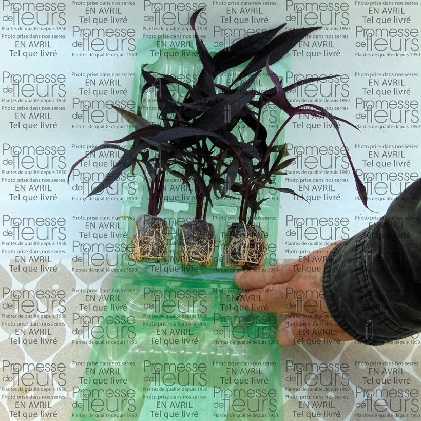 Example of Ipomée Illusion Midnight Lace Mini-motte Ø 3/4 cm as you get