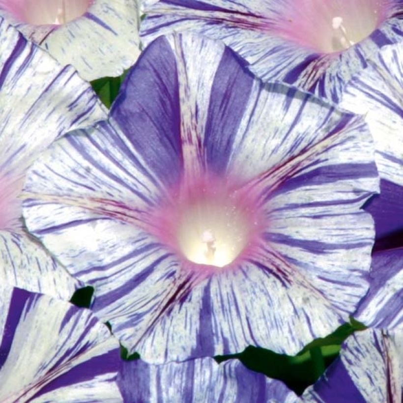 Graines d'Ipomée Venice blue - Ipomoea purpurea (Flowering)