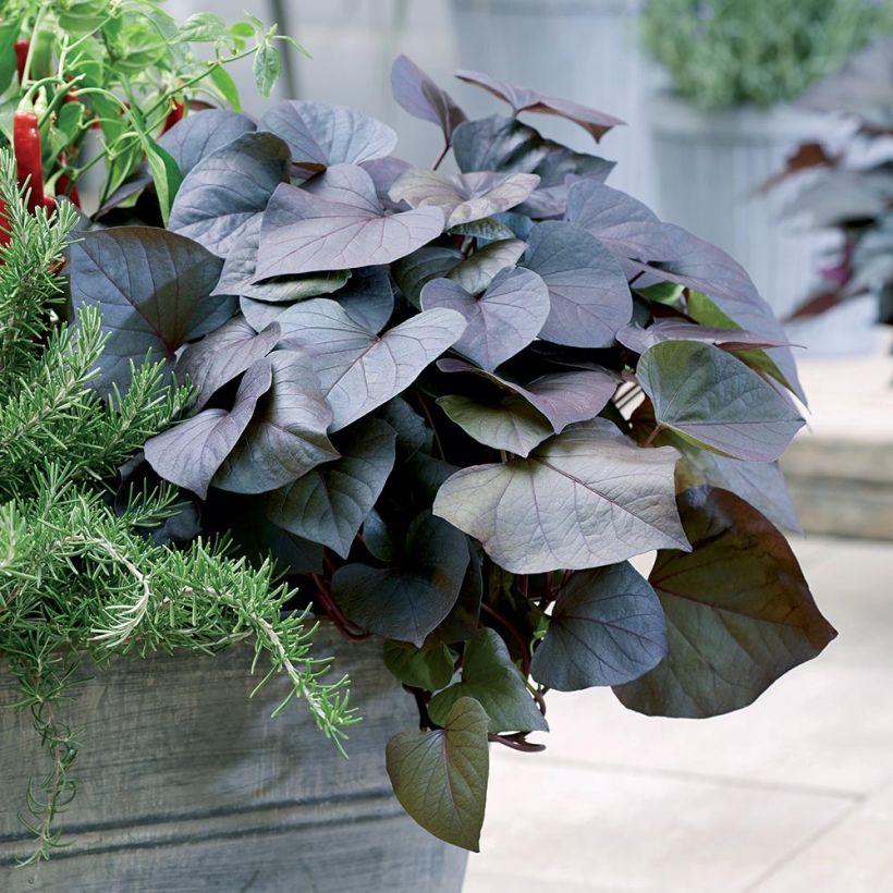 Patate douce Paradise Kaukura en plants (Plant habit)