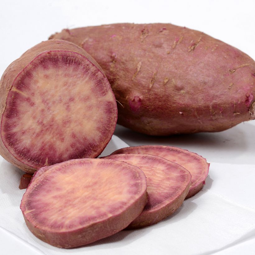 Patate douce Sakura en plants (Harvest)