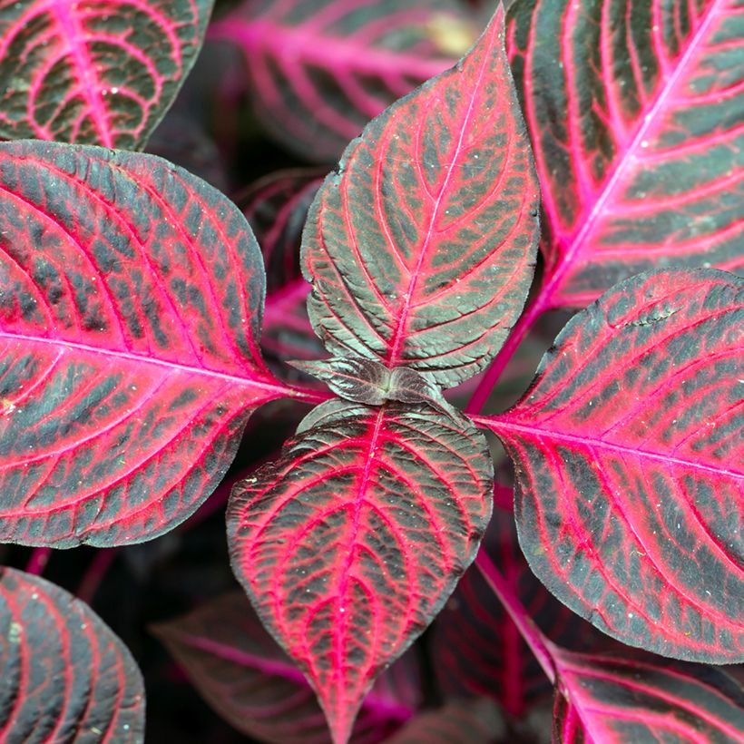 Iresine herbstii Bloodleaf (Foliage)