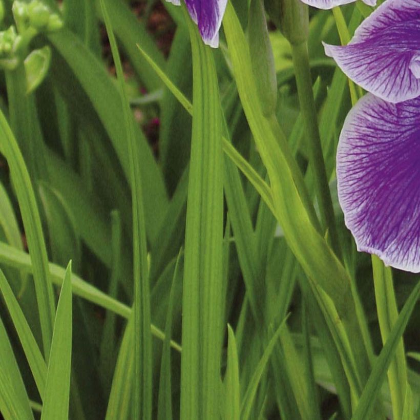 Iris du Japon - Iris ensata Crystal Halo (Foliage)