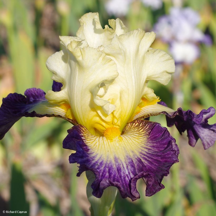 Iris germanica Italiques - Iris des Jardins (Flowering)