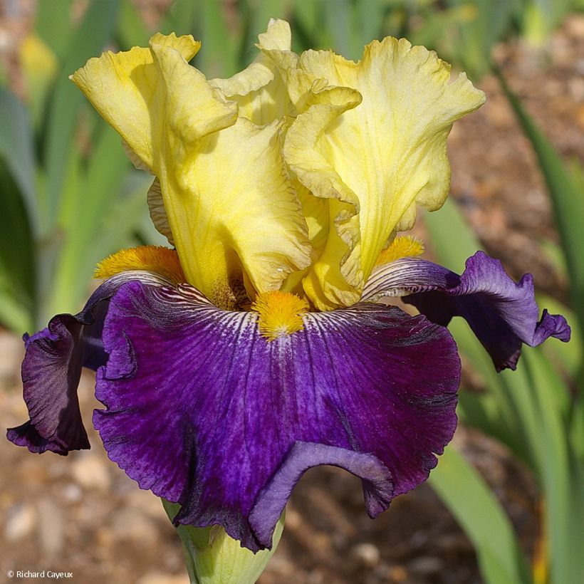 Iris germanica Je Vole - Iris des Jardins (Flowering)