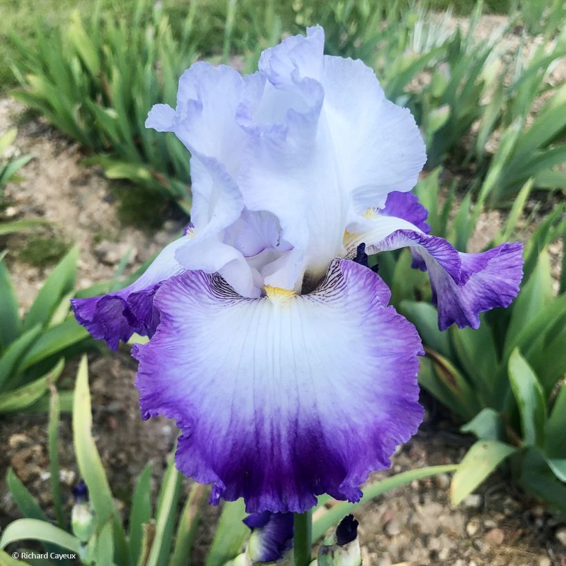 Iris germanica Pastel Printanier - Iris des Jardins (Flowering)