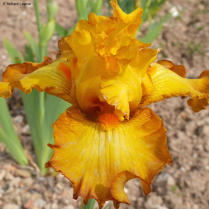 Iris Germanica Souffle Chaud - Iris des Jardins (Flowering)