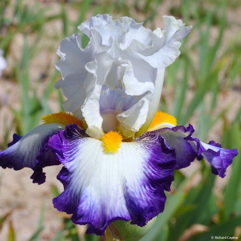 Iris germanica Virgule - Iris des Jardins (Flowering)