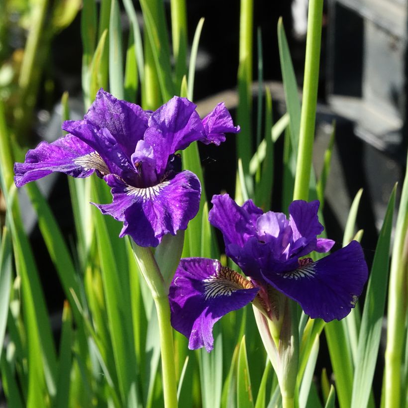 Iris Ruffled Velvet - Iris de Sibérie (Flowering)