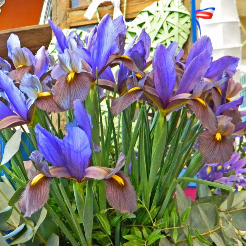 Iris de Hollande Eye of the Tiger (Plant habit)