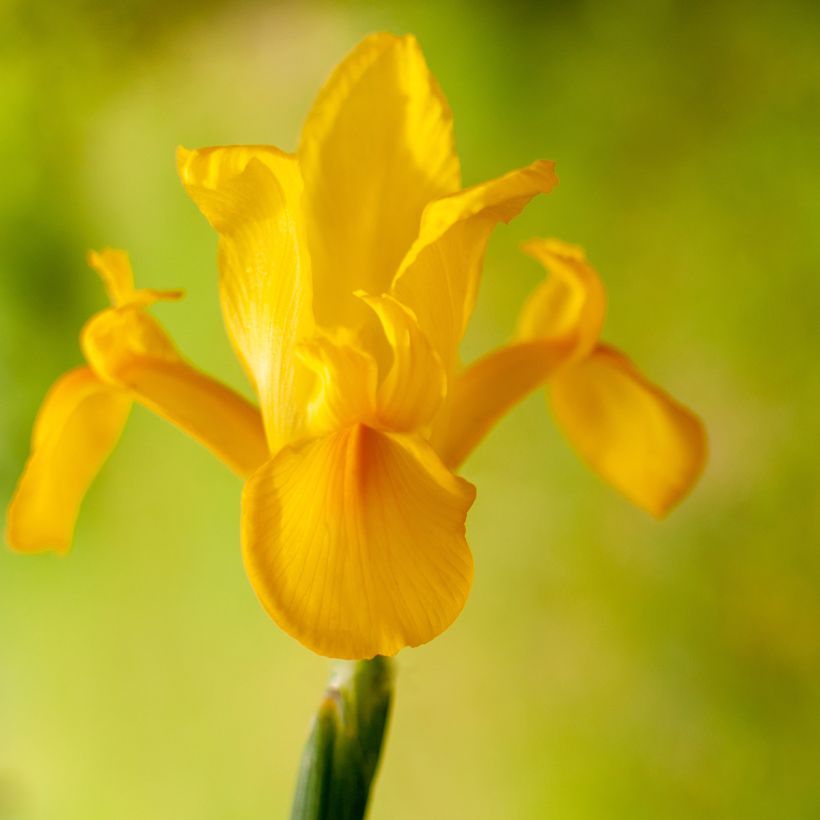 Iris de Hollande Golden Harvest - Iris hollandica (Flowering)