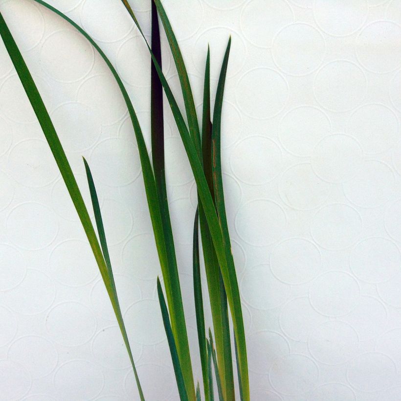 Iris de Sibérie - Iris sibirica Blue King (Foliage)