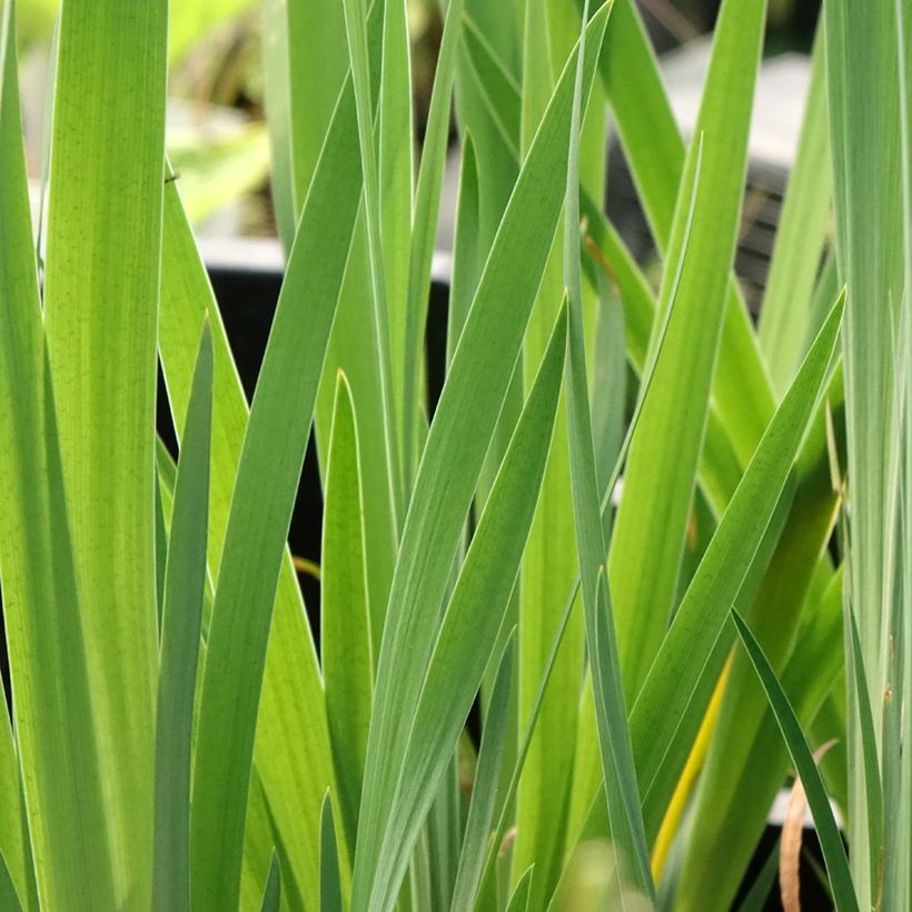 Iris de Sibérie - Iris sibirica Blue Moon (Foliage)