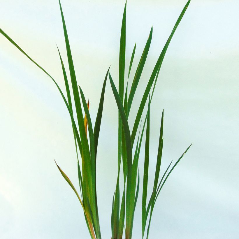 Iris de Sibérie - Iris sibirica Double Standard (Foliage)
