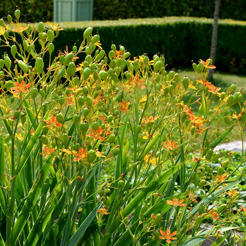 Iris domestica - Belamcanda chinensis - Iris tigré  (Plant habit)