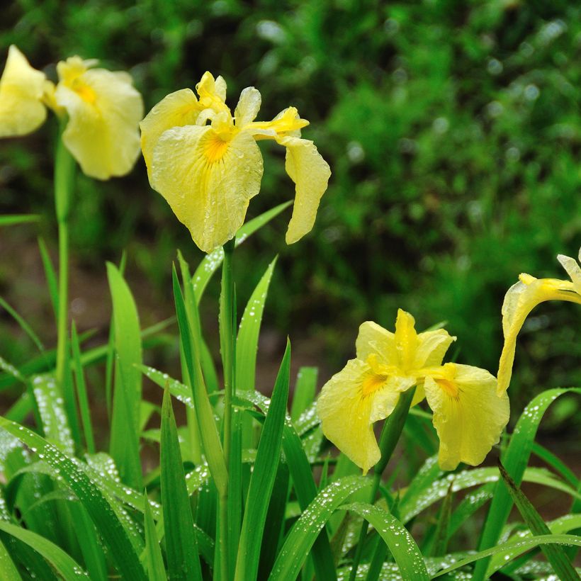 Iris du Japon - Iris ensata Aichi-no-Kagayaki (Plant habit)