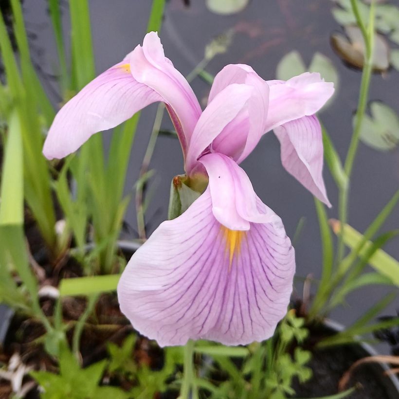 Iris du Japon - Iris ensata Darling (Flowering)
