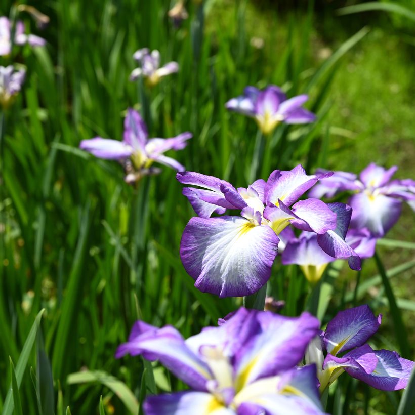 Iris du Japon - Iris ensata Gracieuse (Plant habit)