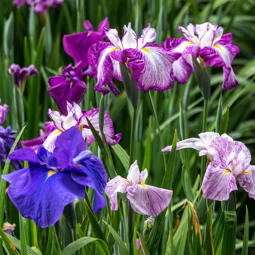Iris du Japon - Iris ensata Harlequinesque (Plant habit)