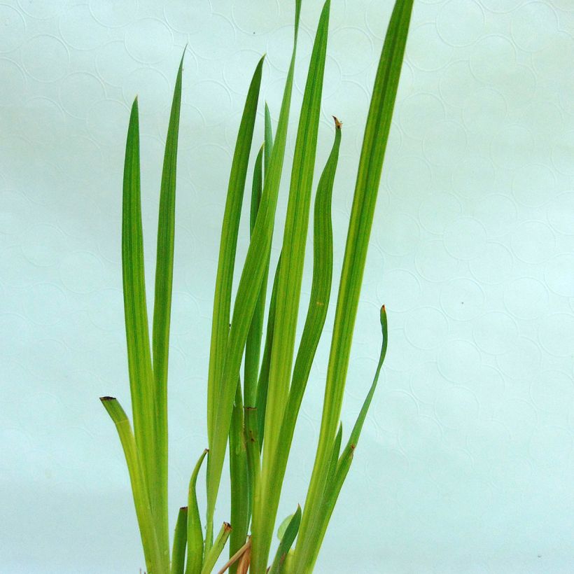 Iris du Japon - Iris ensata Iedo Mishiski (Foliage)