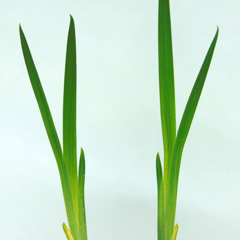 Iris du Japon - Iris ensata Météor (Foliage)