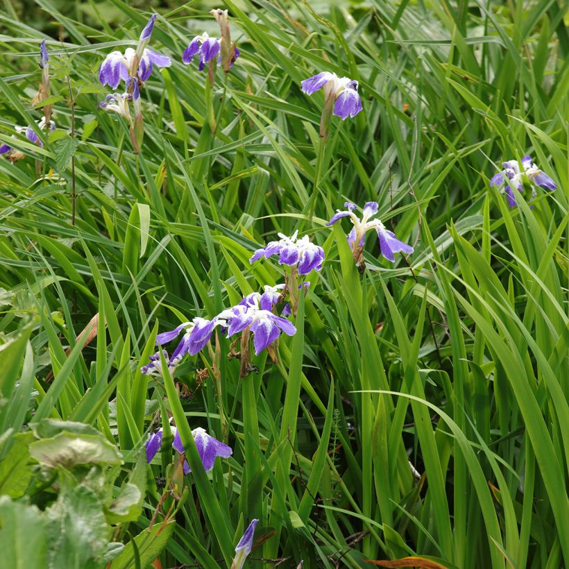 Iris du Japon - Iris ensata Montrosa (Plant habit)