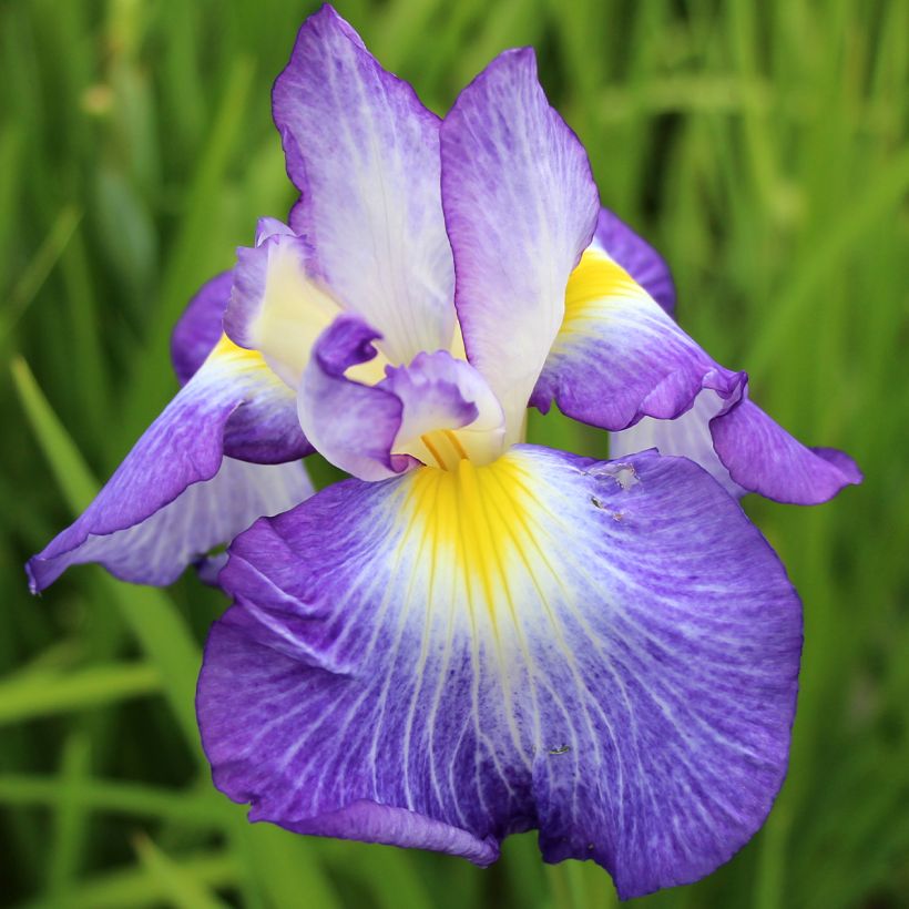 Iris du Japon - Iris ensata Ocean Mist (Flowering)