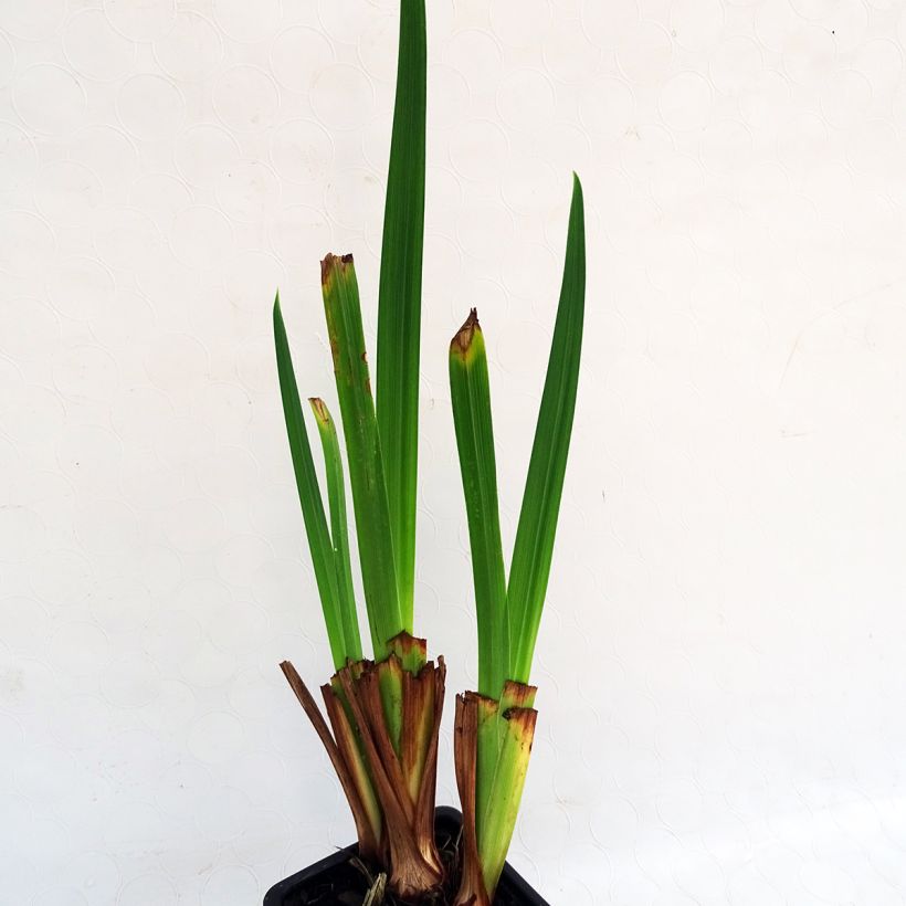 Iris du Japon - Iris ensata Sensation (Foliage)