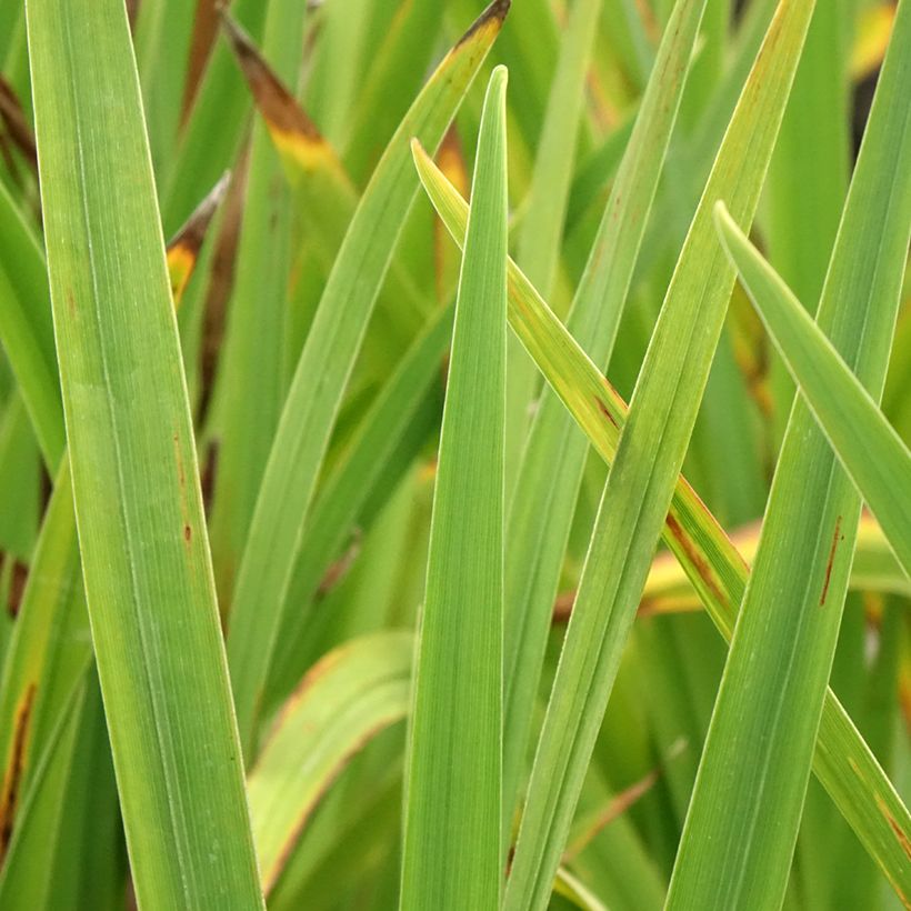 Iris du Japon - Iris ensata Sugar Dome (Foliage)