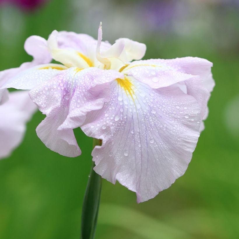 Iris du Japon - Iris ensata World s Delight (Flowering)