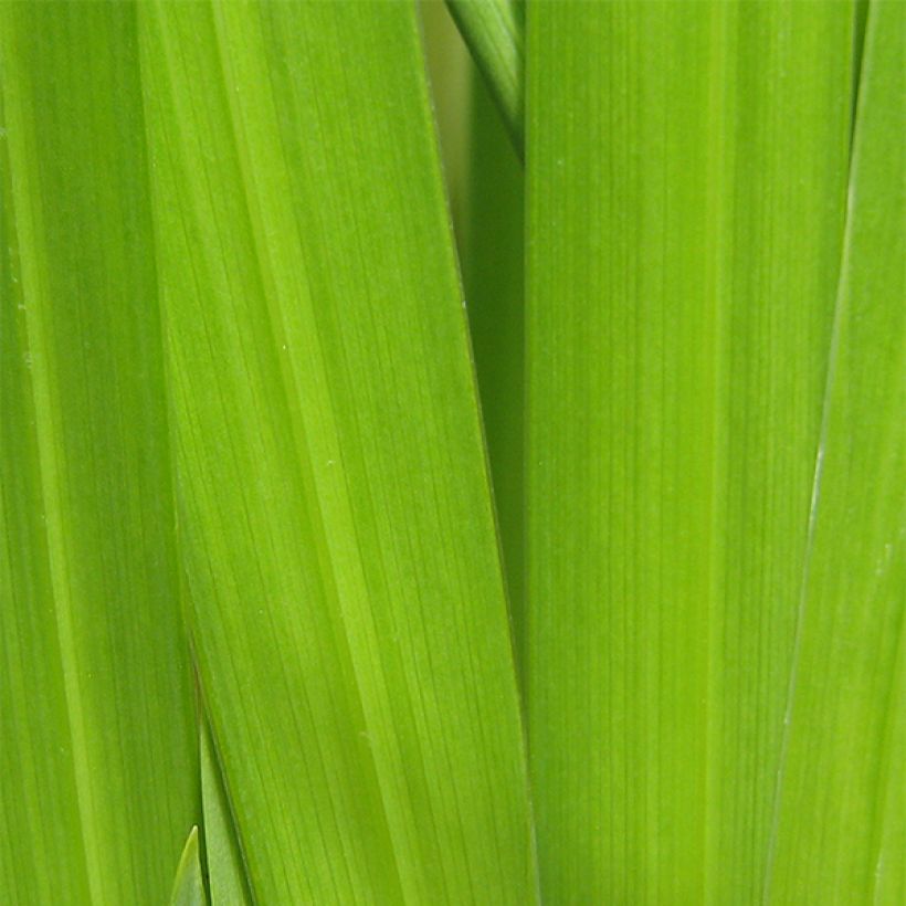 Iris du Japon - Iris ensata Aichi-no-Kagayaki (Foliage)