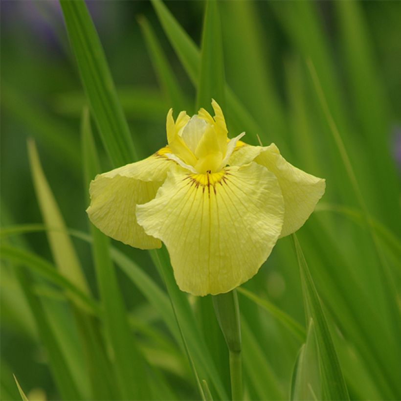 Iris du Japon - Iris ensata Aichi-no-Kagayaki (Flowering)
