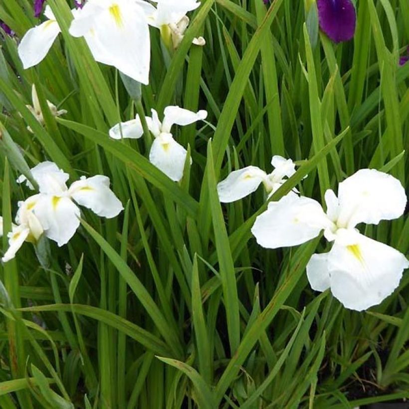 Iris du Japon - Iris ensata Diamant (Foliage)