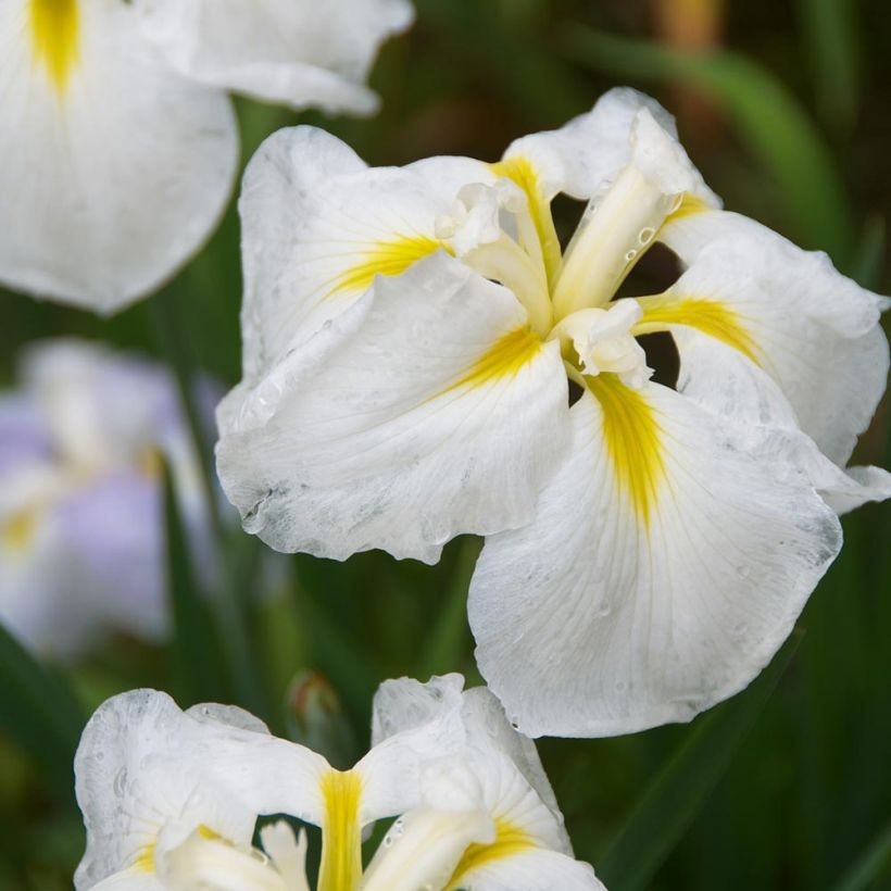 Iris du Japon - Iris ensata Diamant (Flowering)