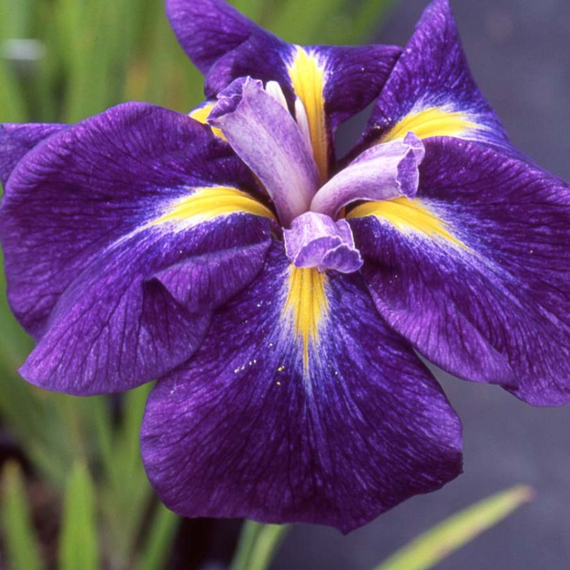 Iris du Japon - Iris ensata Iedo Mishiski (Flowering)