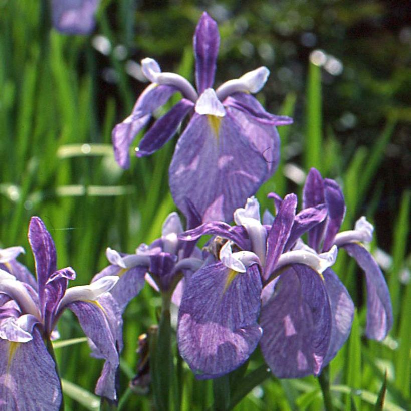 Iris du Japon - Iris ensata Météor (Flowering)