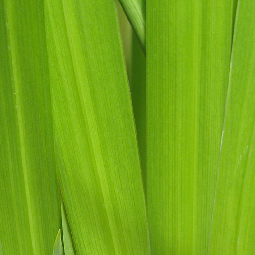 Iris du Japon - Iris ensata Velvety Queen (Foliage)