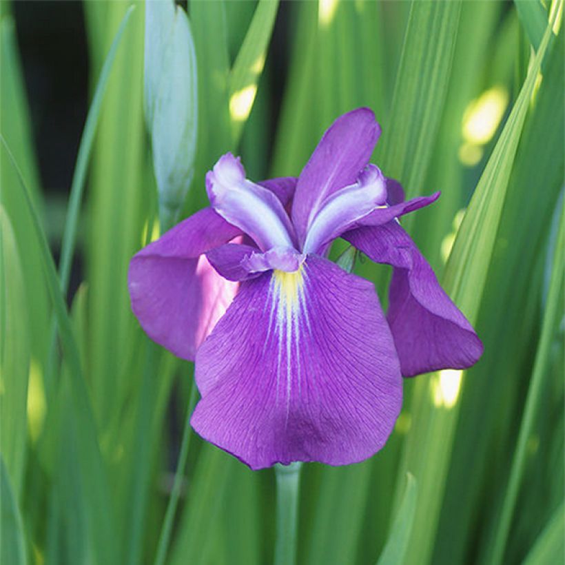 Iris du Japon - Iris ensata Yezo Nishiki (Flowering)