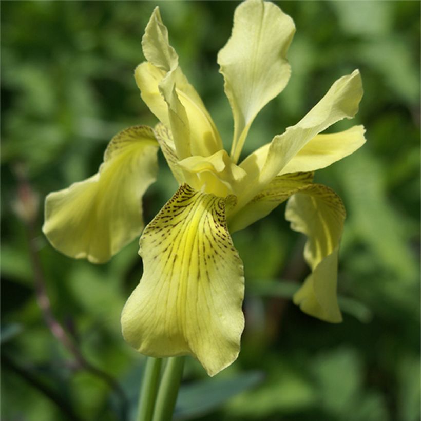 Iris de Sibérie - Iris forrestii (Flowering)
