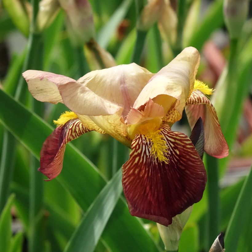 Iris germanica Agrippa - Iris des Jardins (Flowering)