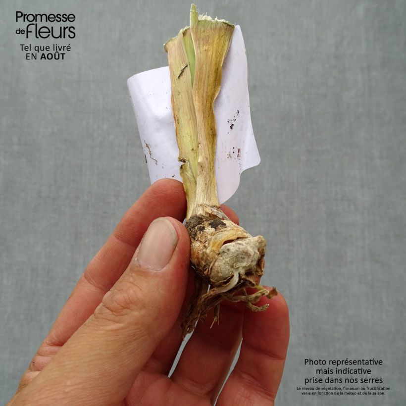 Example of Iris germanica Antique Ivory - Iris des Jardins  Godet de 8/9 cm as you get in ete