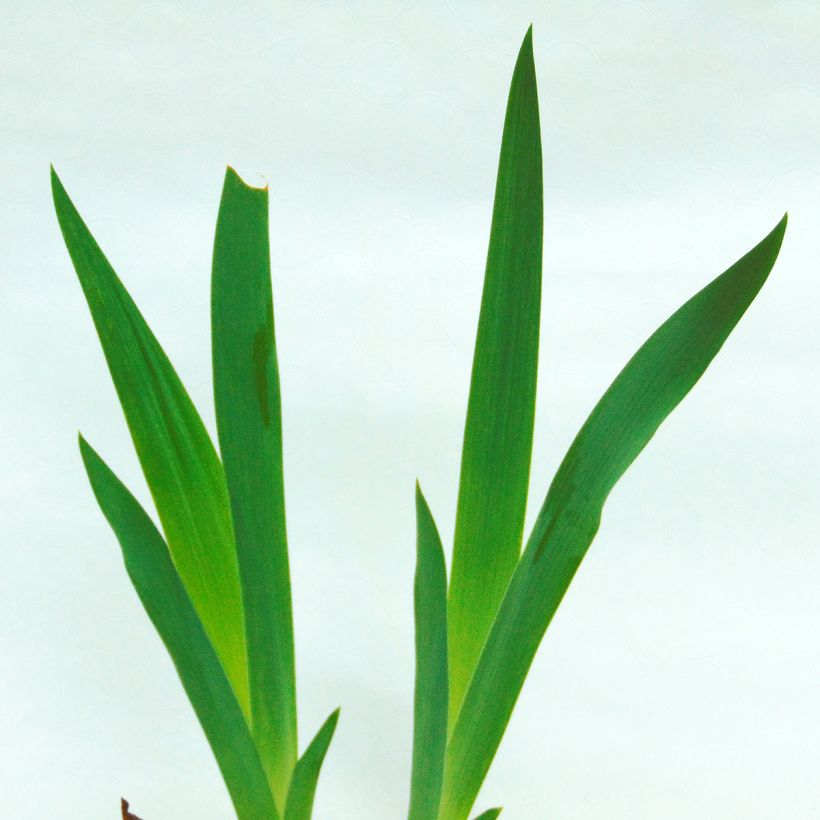 Iris germanica Anything Goes (Foliage)