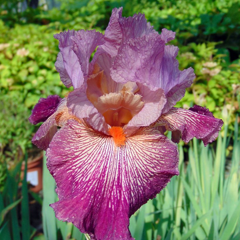 Iris germanica Anything Goes (Flowering)