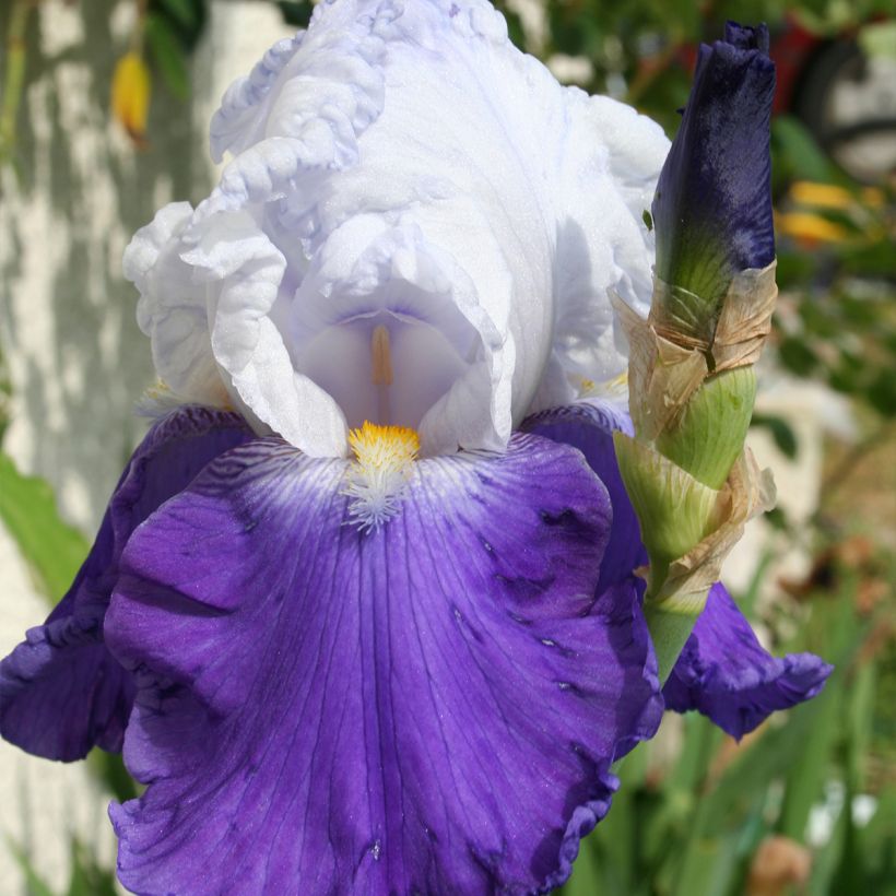 Iris germanica Arpège - Iris des Jardins (Flowering)