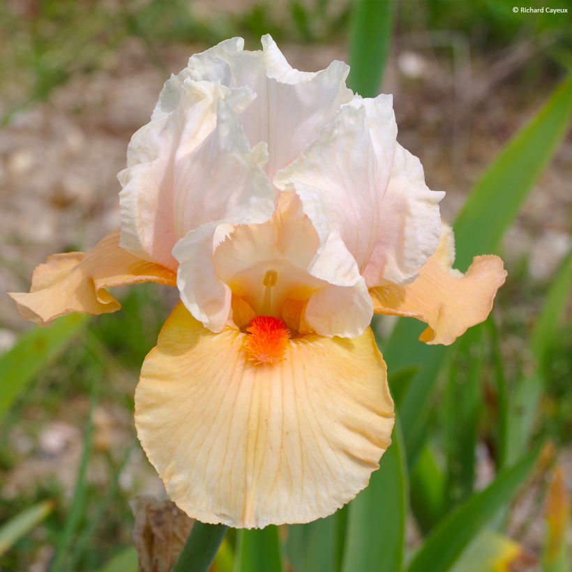 Iris germanica Bébé Rose - Iris de bordure (Flowering)