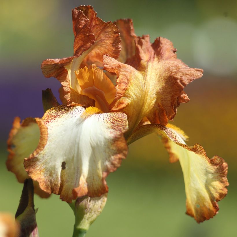 Iris germanica Belvi Queen - Iris des Jardins remontant (Flowering)
