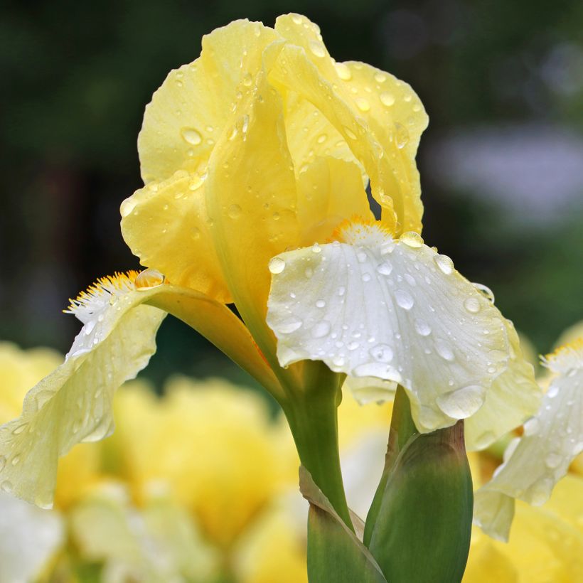 Iris germanica Blessed Again - Iris des Jardins intermédiaire remontant (Flowering)