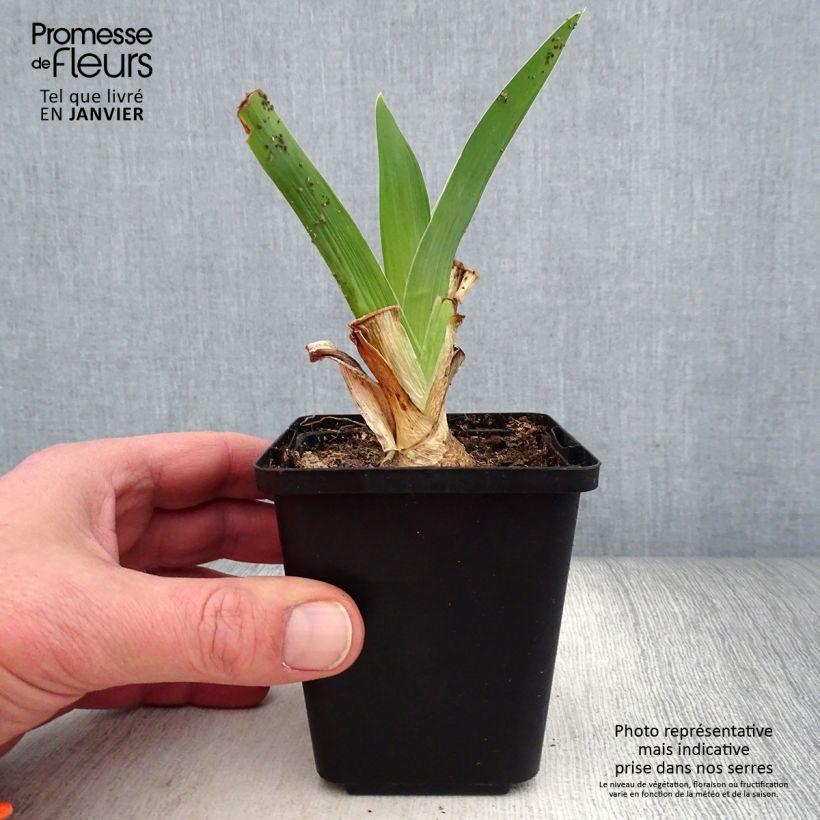 Example of Iris germanica Blue Rhythm - Iris des Jardins Godet de 8/9 cm as you get in hiver