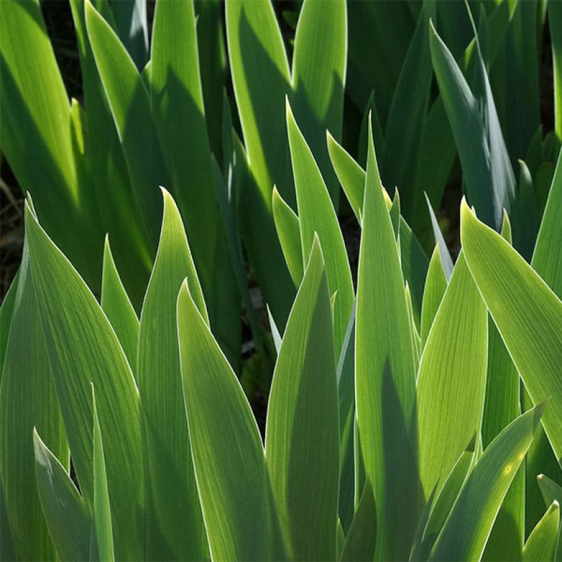 Iris germanica Blueberry Bliss - Iris des Jardins (Foliage)