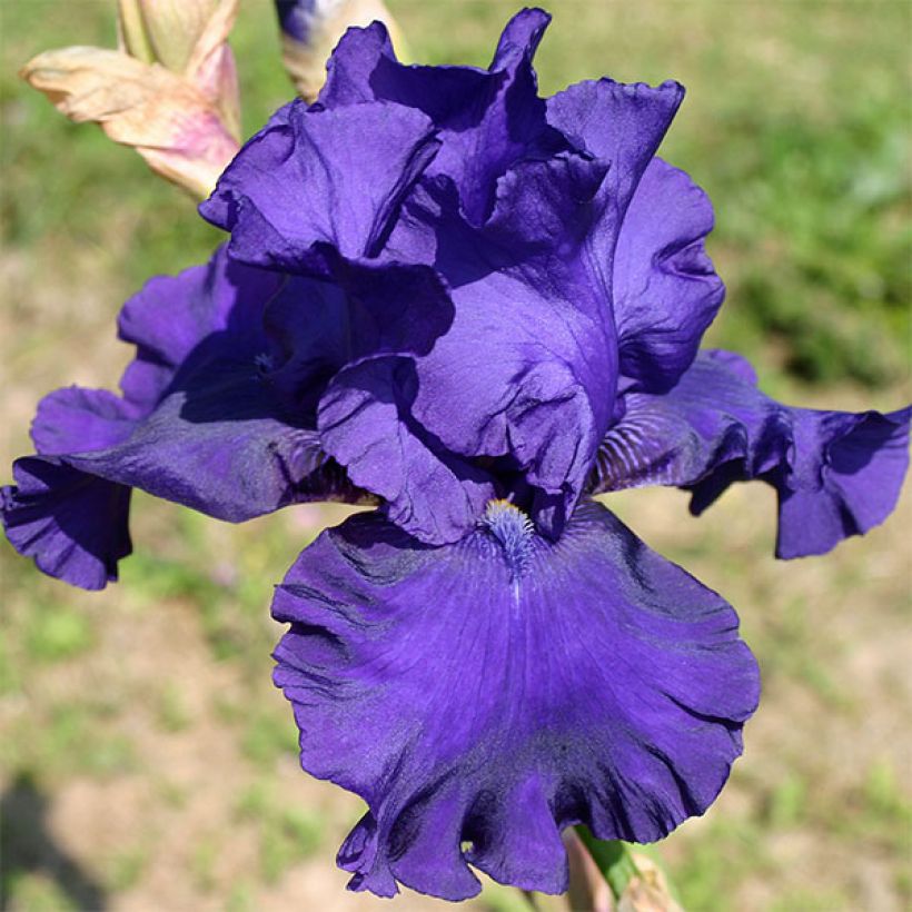 Iris germanica Blueberry Bliss - Iris des Jardins (Flowering)
